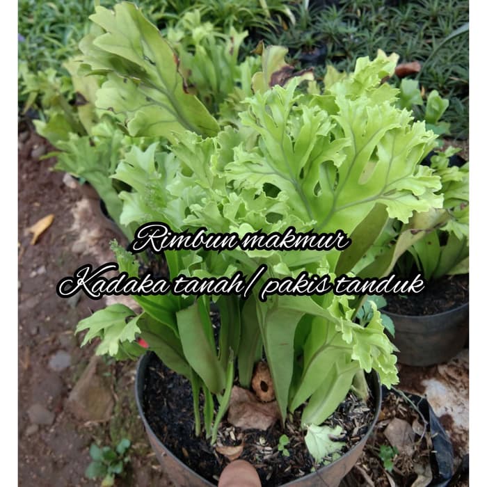 tanaman kadaka tanah/tanaman hias pakis tanduk/pakis tanduk