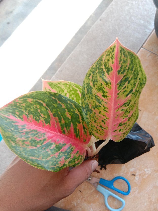 [bisa Cod] Aglonema Heng Heng (tanaman Hias Aglaonema/aglonema)