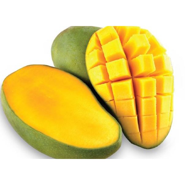 BIBIT TANAMAN BUAH MANGGA MANALAGI MURAH JUMBO