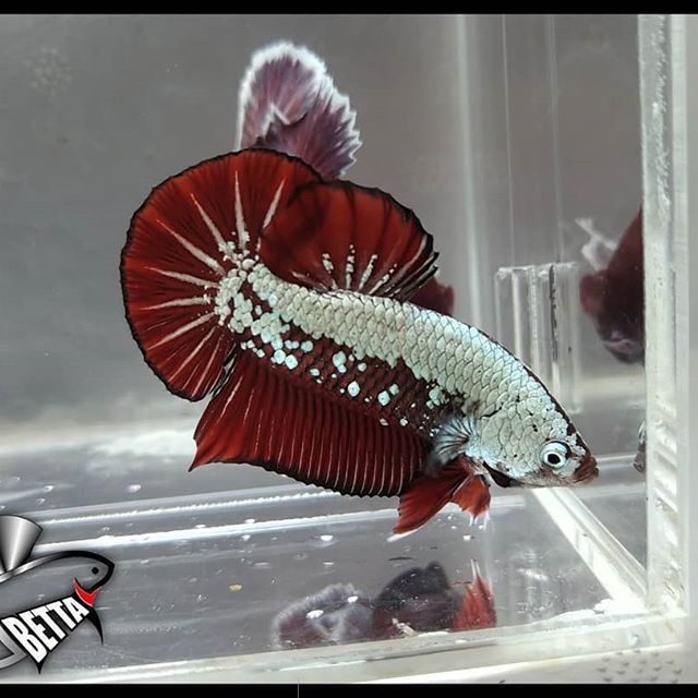 Betta Plakat Red Samurai New Shopee Indonesia