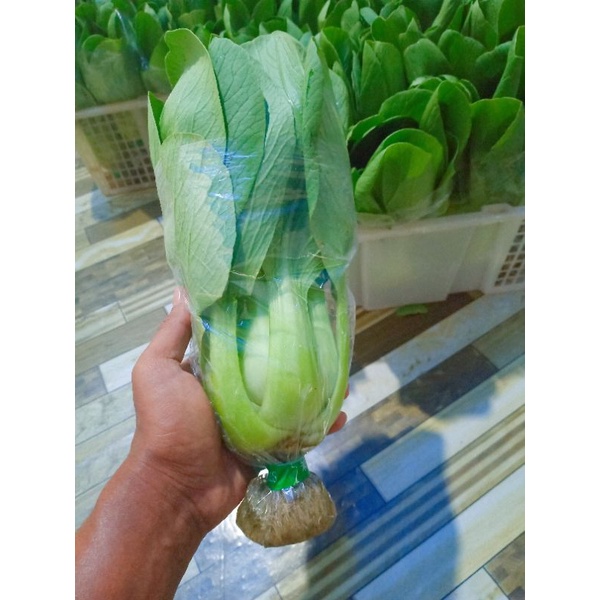 Sayur pakcoy hidroponik 1kg
