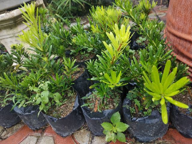 Bahan Bonsai Lohansung Kapsul