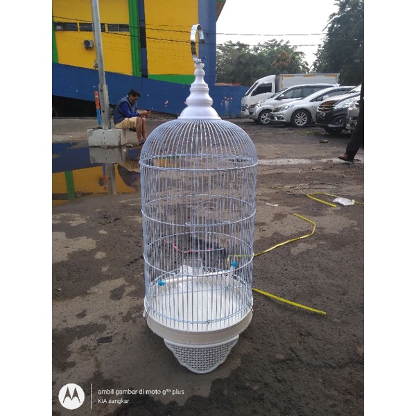 kandang lb luckiness