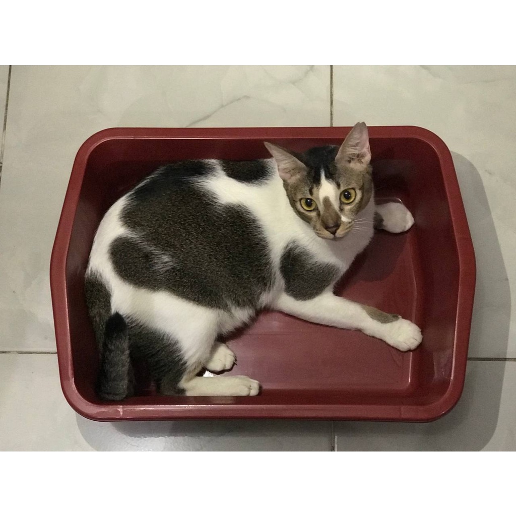 BAK PASIR KUCING UKURAN M (42x32x13)