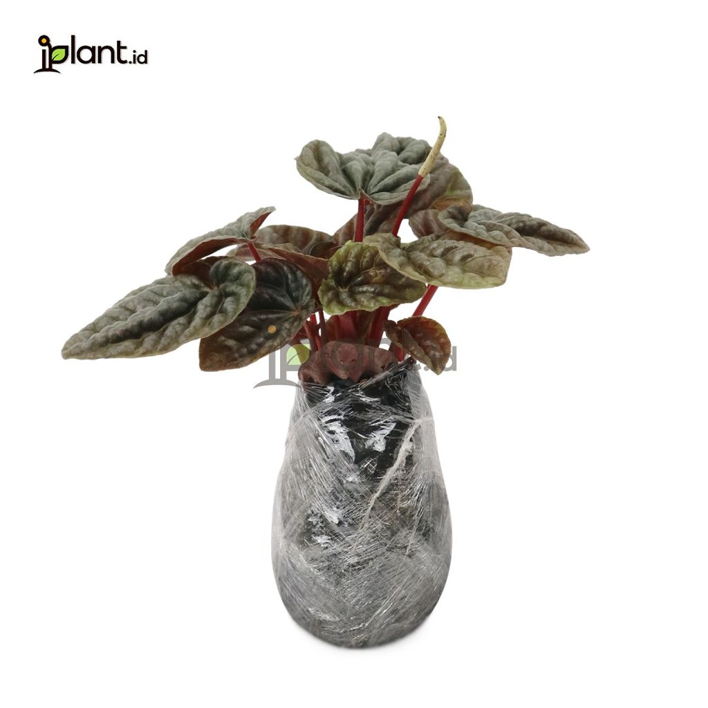 Peperomia Silver