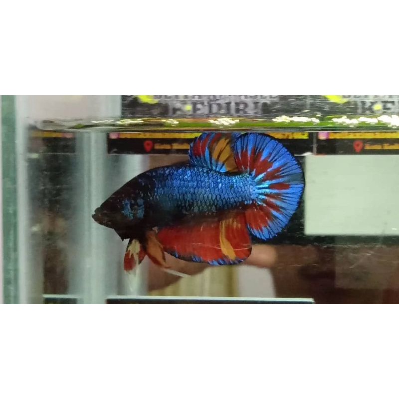 Cupang Avatar Gordon Nemo