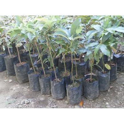 I4R Super! Bibit Tanaman Buah Alpukat Aligator Pear Unggul | Jumbo Cepat Berbuah Best!