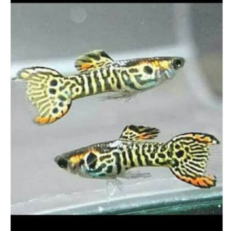 Guppy Endler Mini Yellow Jacket Tiger Hiasan Aksesoris Aquarium Aquascape