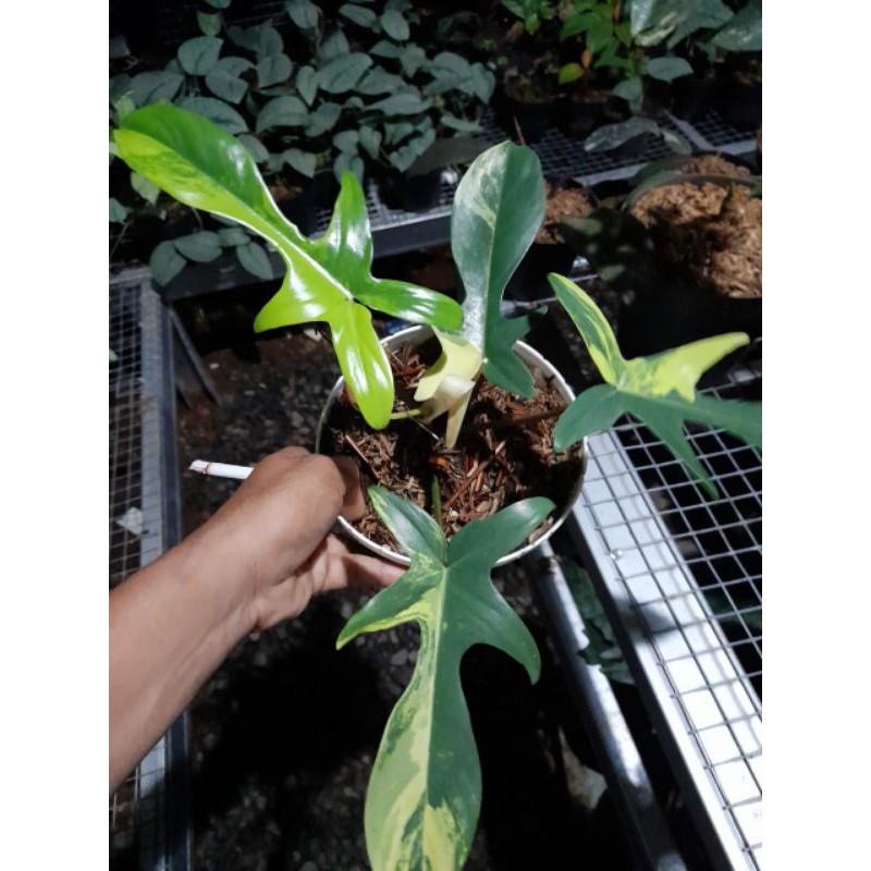 Tanaman hias florida beauty variegata-termurah florida beauty