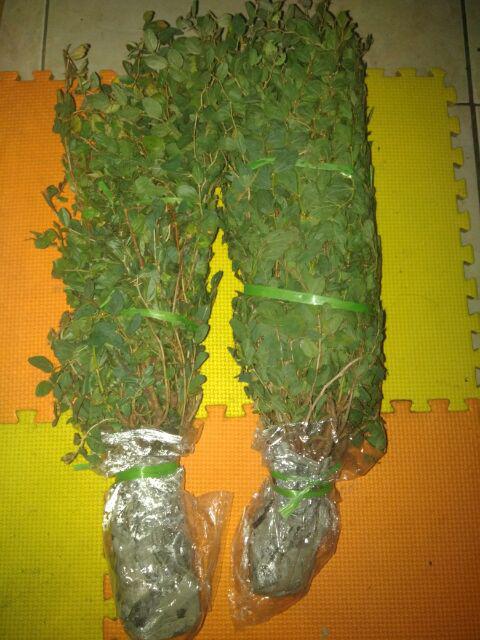 Grosir Bibit Bidara Harga Termurah Minimal Pemesanan 100 Bibit