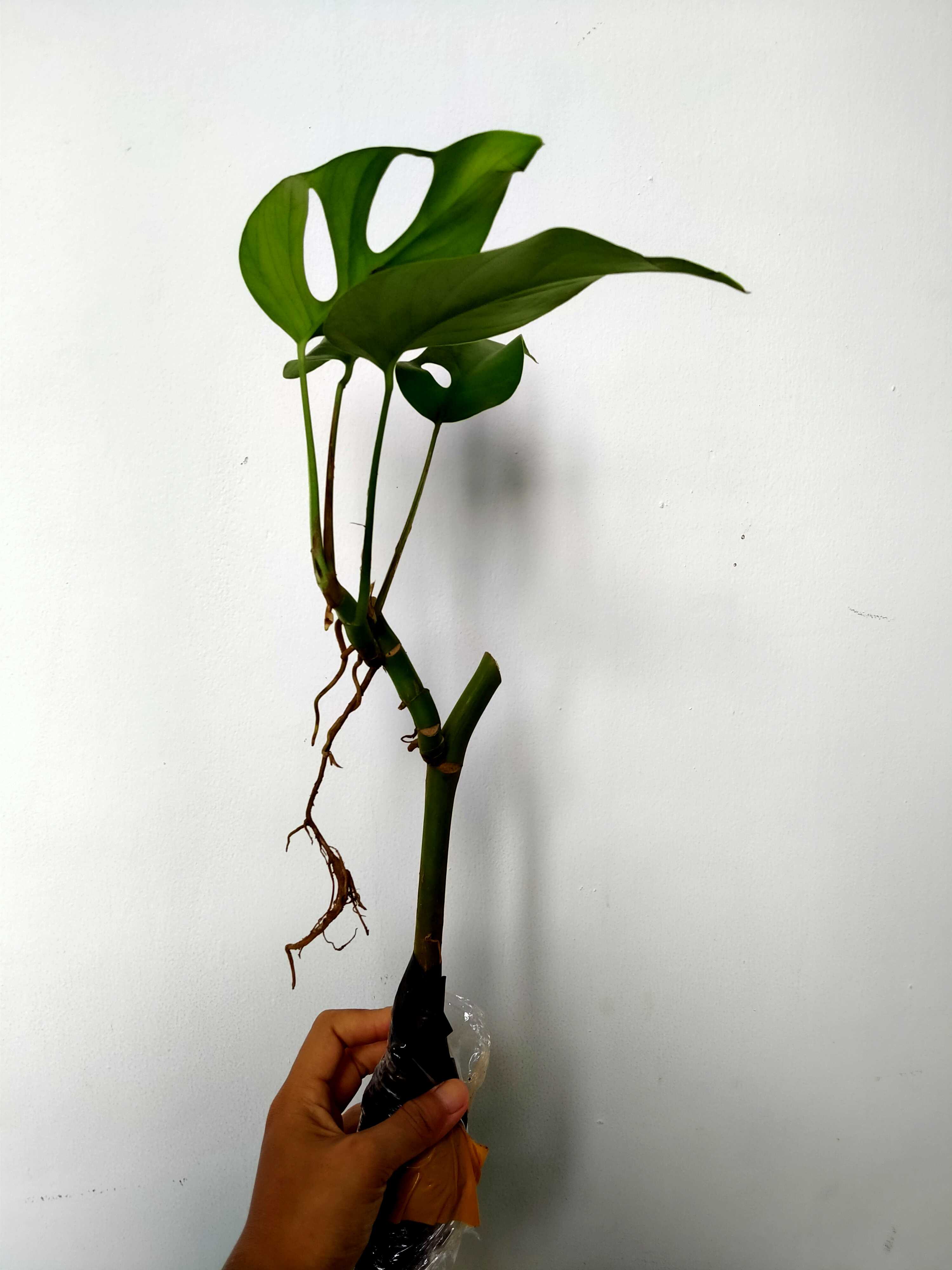 Monstera Rhaphidophora Tetrasperma | Shopee Indonesia