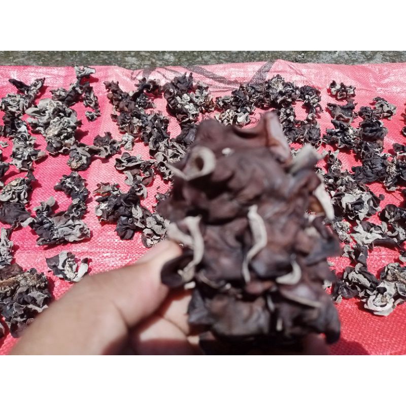 

jamur kuping kering