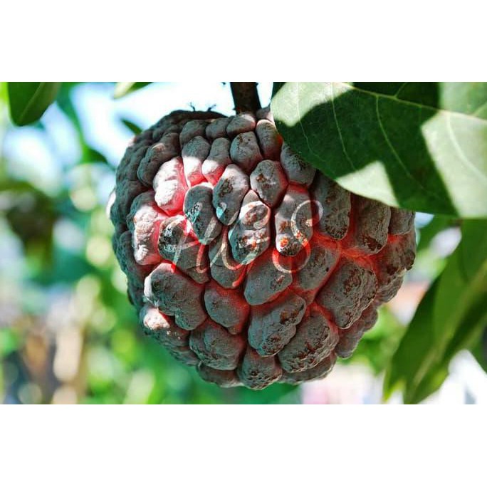 Bibit Tanaman Buah Srikaya Merah B1G