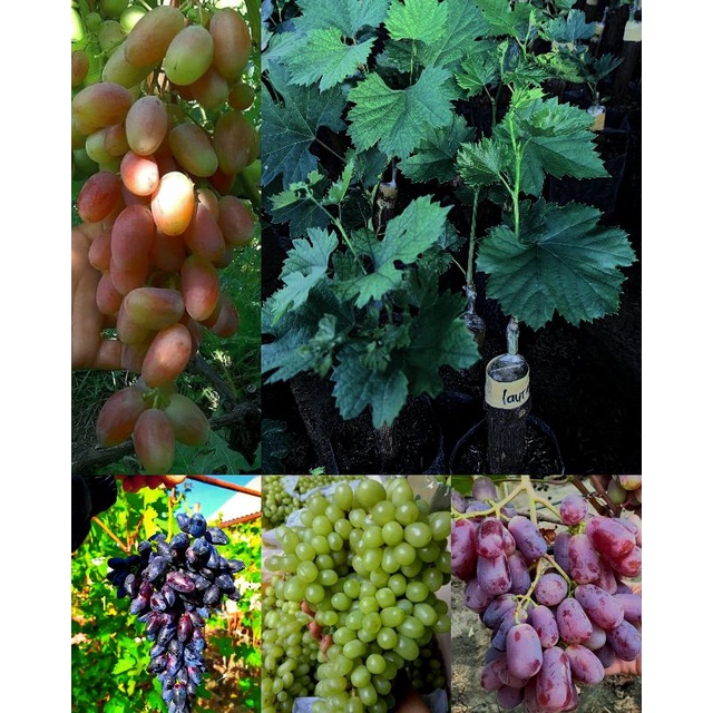 4 JENIS ANGGUR IMPORT SIAP TANAM DIJAMIN VALID DIKIRIM TANPA PENGURANGAN MEDIA BISA COD