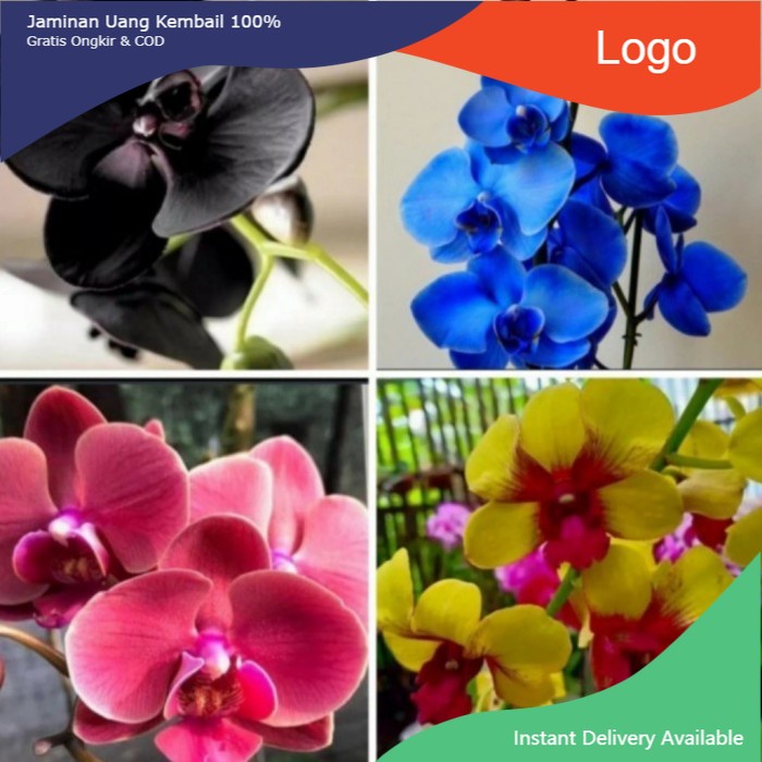 Tanaman hias paket 4 anggrek dendrobium hitam biru pink kuning dewasa