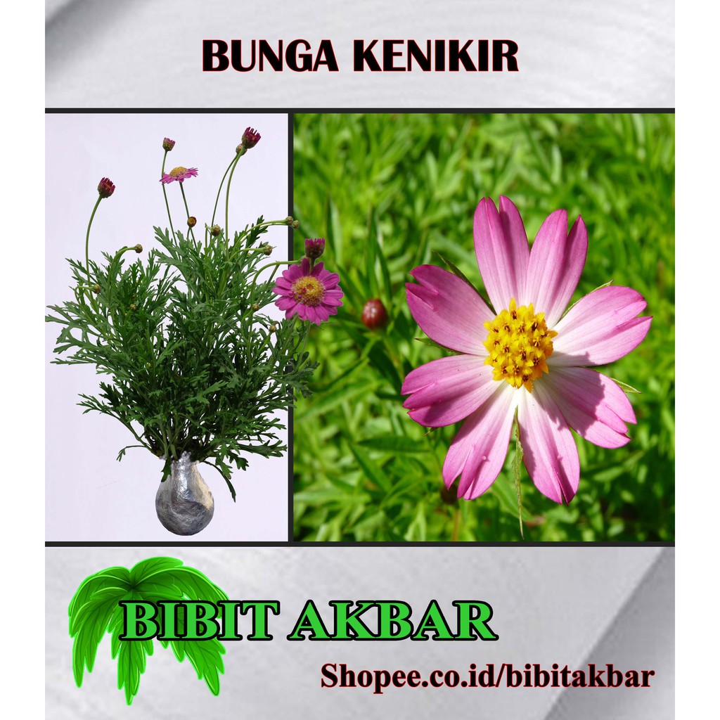 Bibit Tanaman Bunga Kenikir Shopee Indonesia