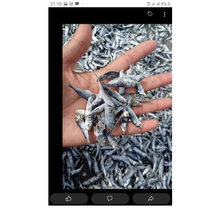 

ikan sampah 1 macam has medan 250g 1/4