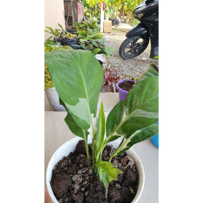 Macam macam bunga hias hidup