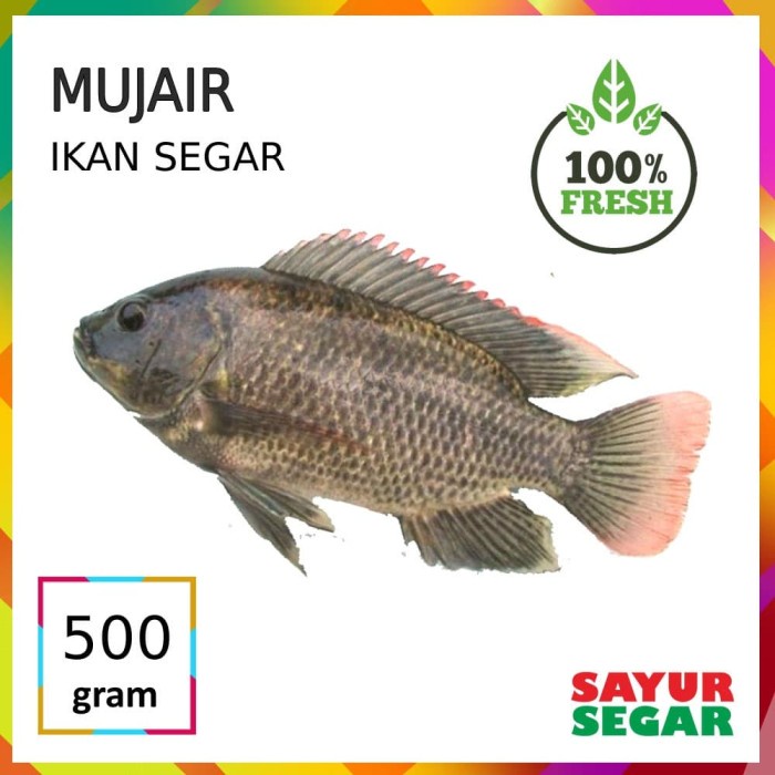 

[CINERE] IKAN MUJAIR [500g]