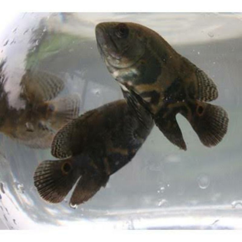 ikan oscar batik