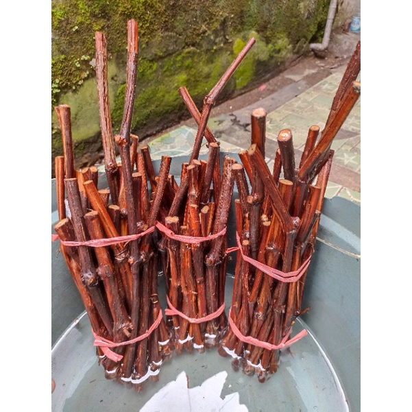 bibit/Cutting anggur lokal isabella, bahan grafting