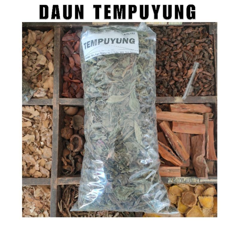 

1KG DAUN TEMPUYUNG KERING KUALITAS PREMIUM