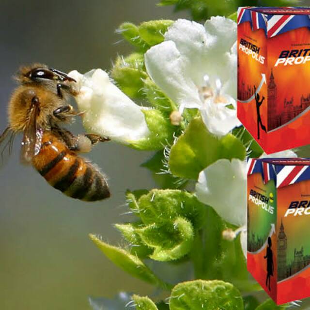 

British Propolis
