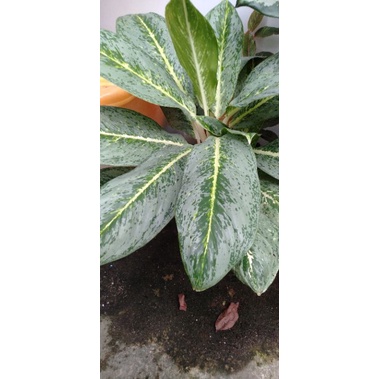 aglonema silver queen