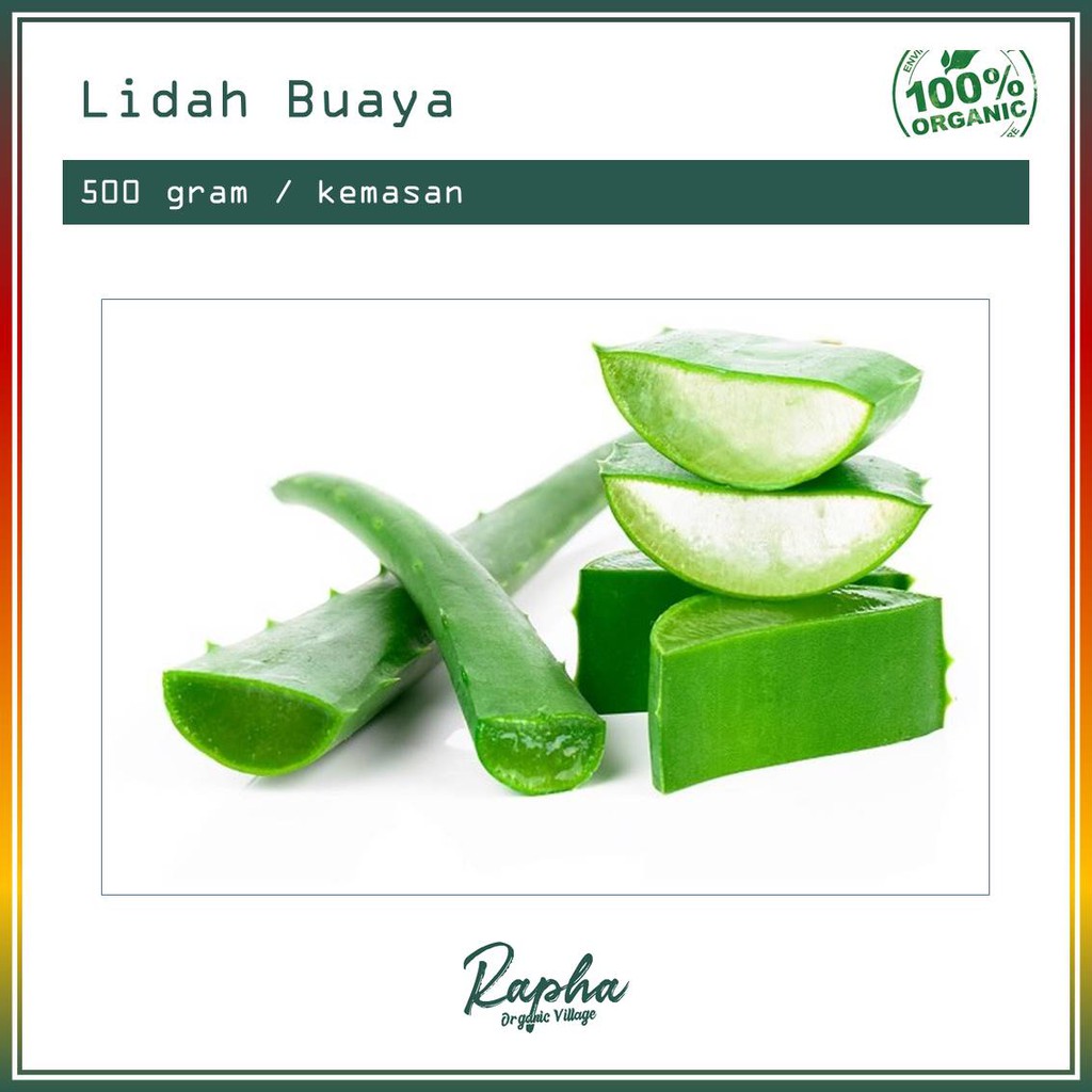 

Lidah Buaya Organik