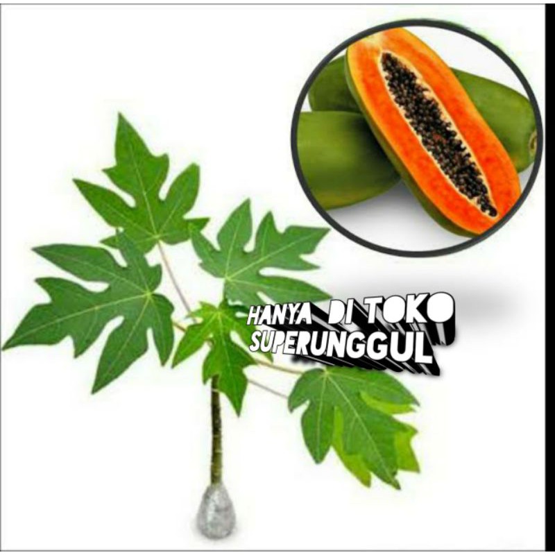 Bibit tanaman pepaya tailand kates