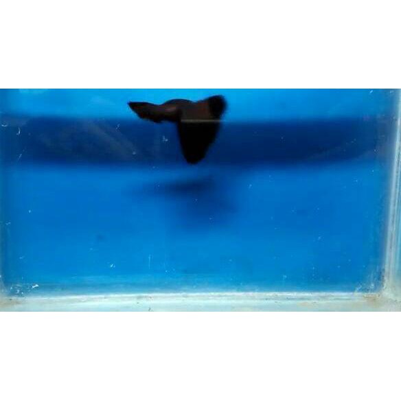 Terlaris Guppy full black halfmoon(perpasang) juvenile ....