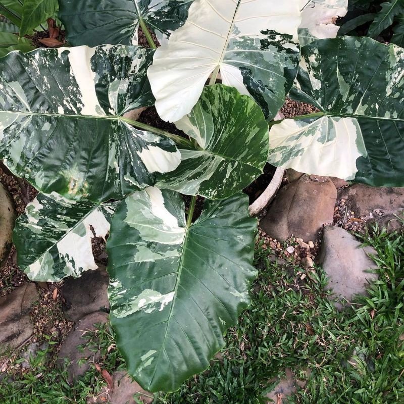 tanaman hias bonggol sente varigata