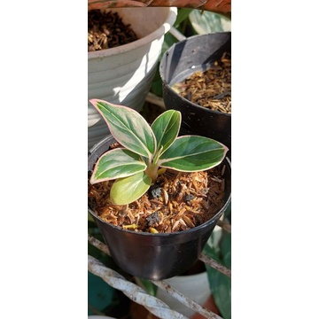 Aglonema Lotus Delight