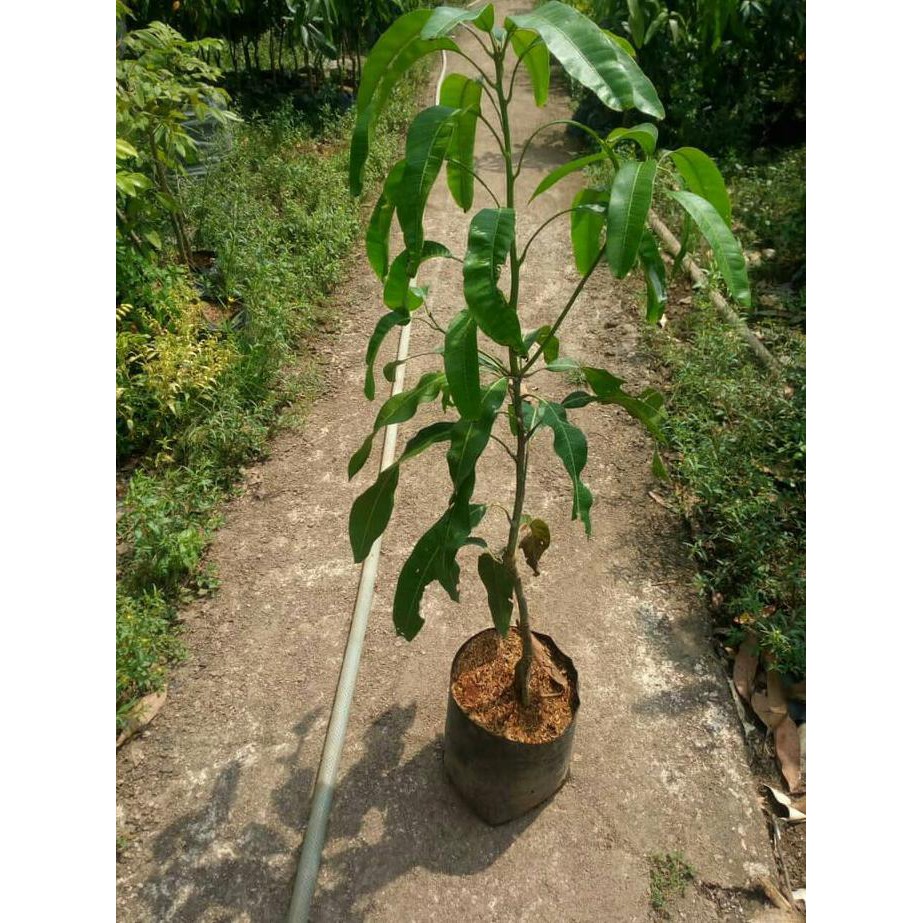 ~@@~ Bibit mangga mahatir original y4i