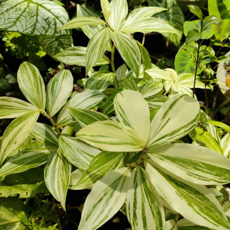 Tanaman pacing pentul variegata