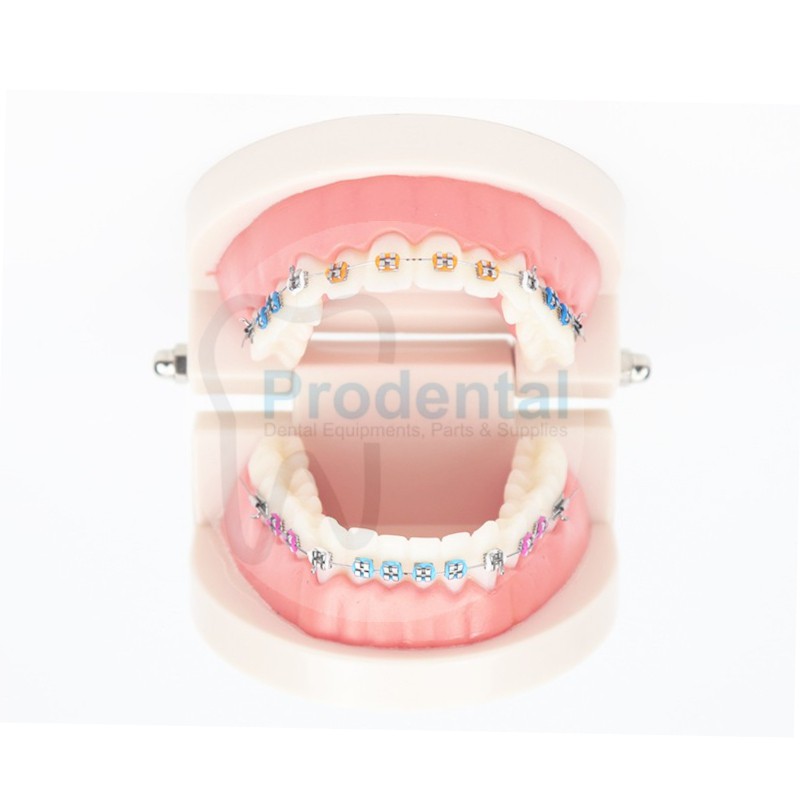 Model gigi ortho / Tooth Model / Dental Study / Alat Peraga Gigi / Model Phantom Gigi (model ortho).