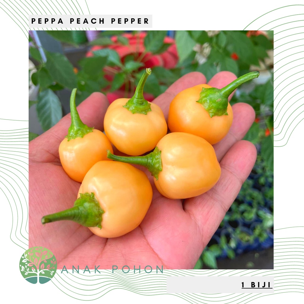 Benih Bibit Biji - Cabai Peppa Peach Pepper Cabe Seeds