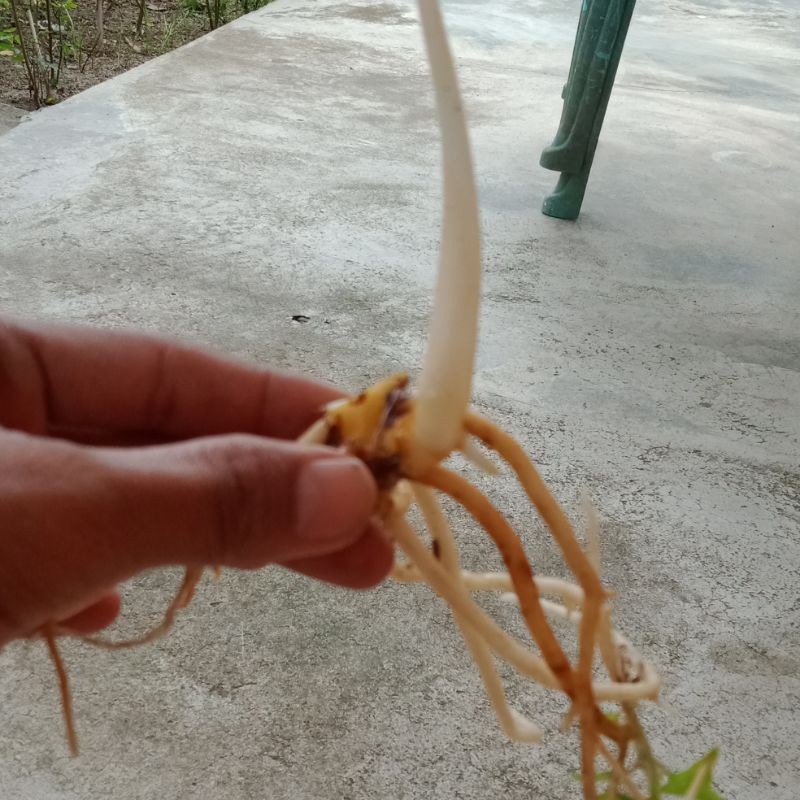 bonggolan aglonema romantic love