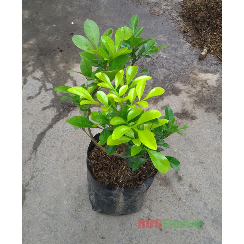 Bibit Tanaman Bunga Pacar Cina / Kemuning Cina