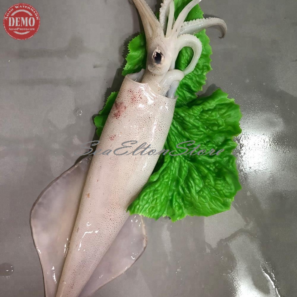 

Cumi Segar Cumi Cumi Jarum Seafood Fresh Garansi Segar