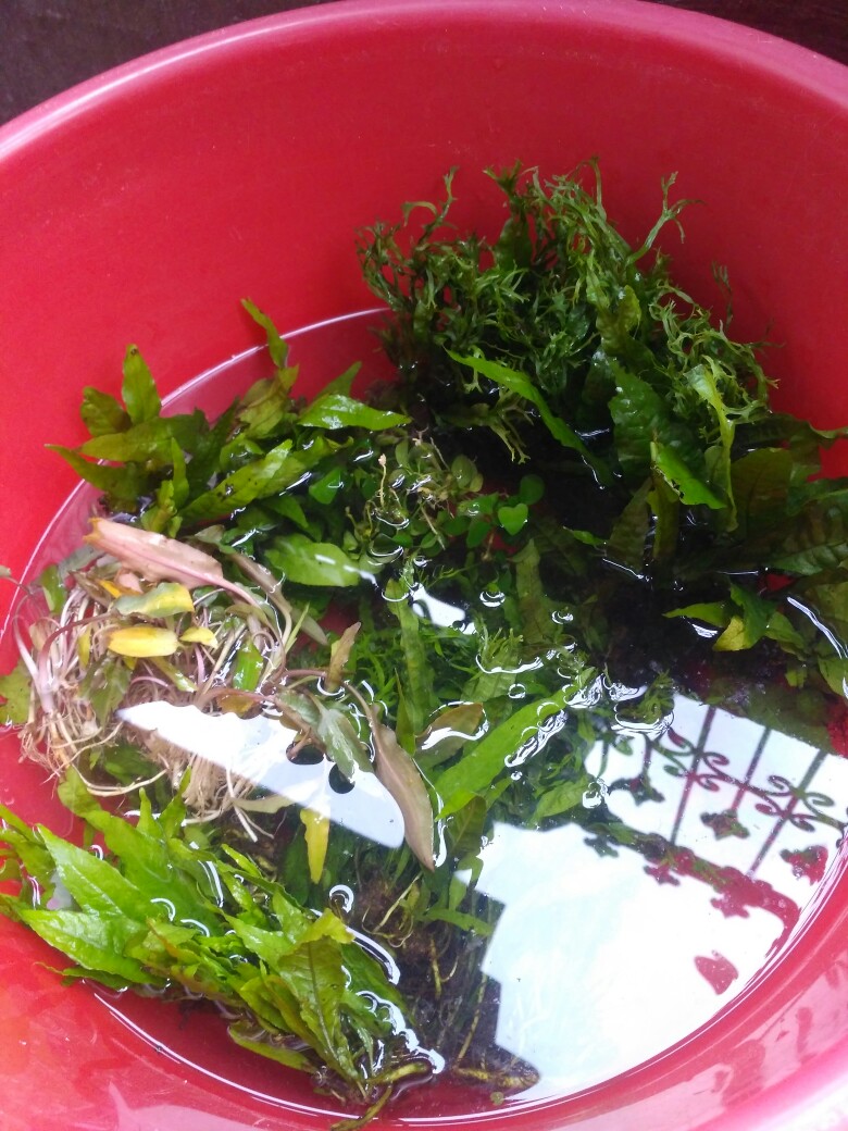 Buce Phalandra Batangan