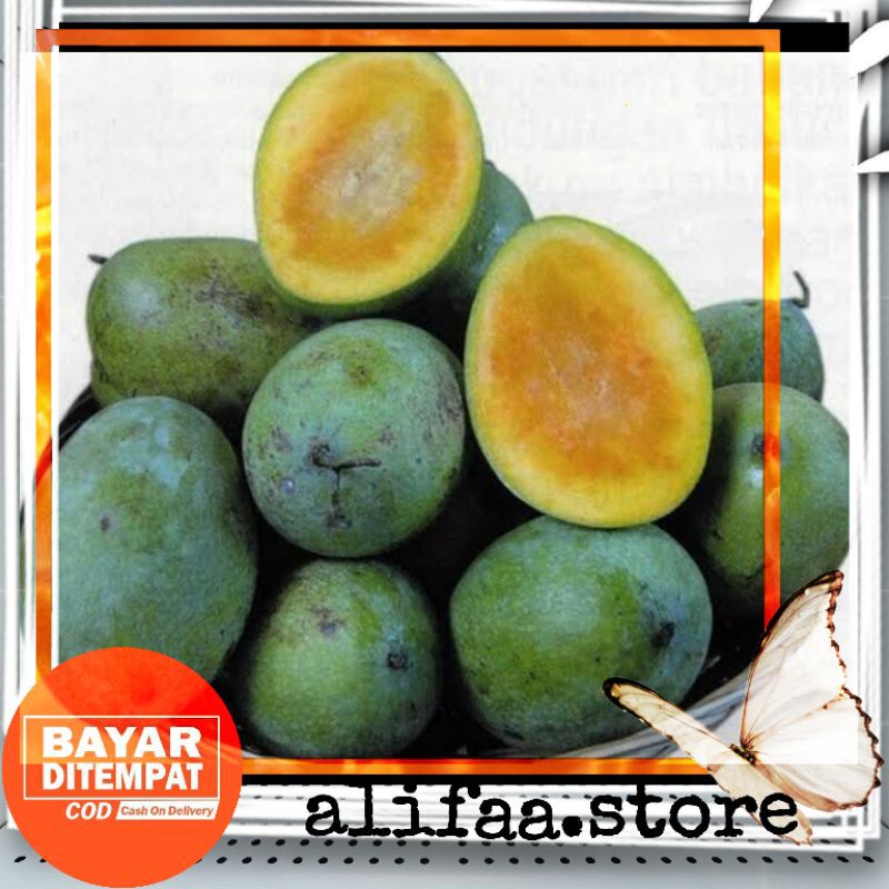 bibit buah mangga manalagi (okulasi cepat berbuah)