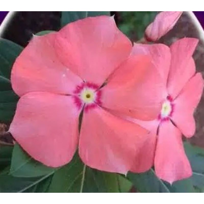 Jual Benih Bibit Bunga Vinca Gantung Murah