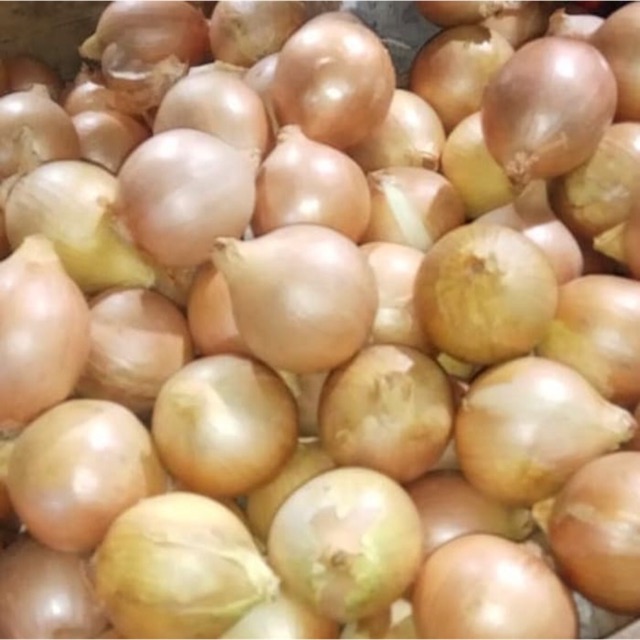 

Bawang bombay 1 kilogram