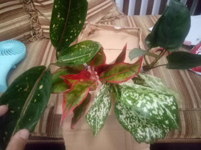 Tanaman Hias Murah 4 Aglonema/paket Aglaonema Hemat Aglo Donacarmen Lipstick Snow White Rotundum