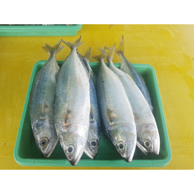 

Ikan Kembung Banjar Segar Fresh