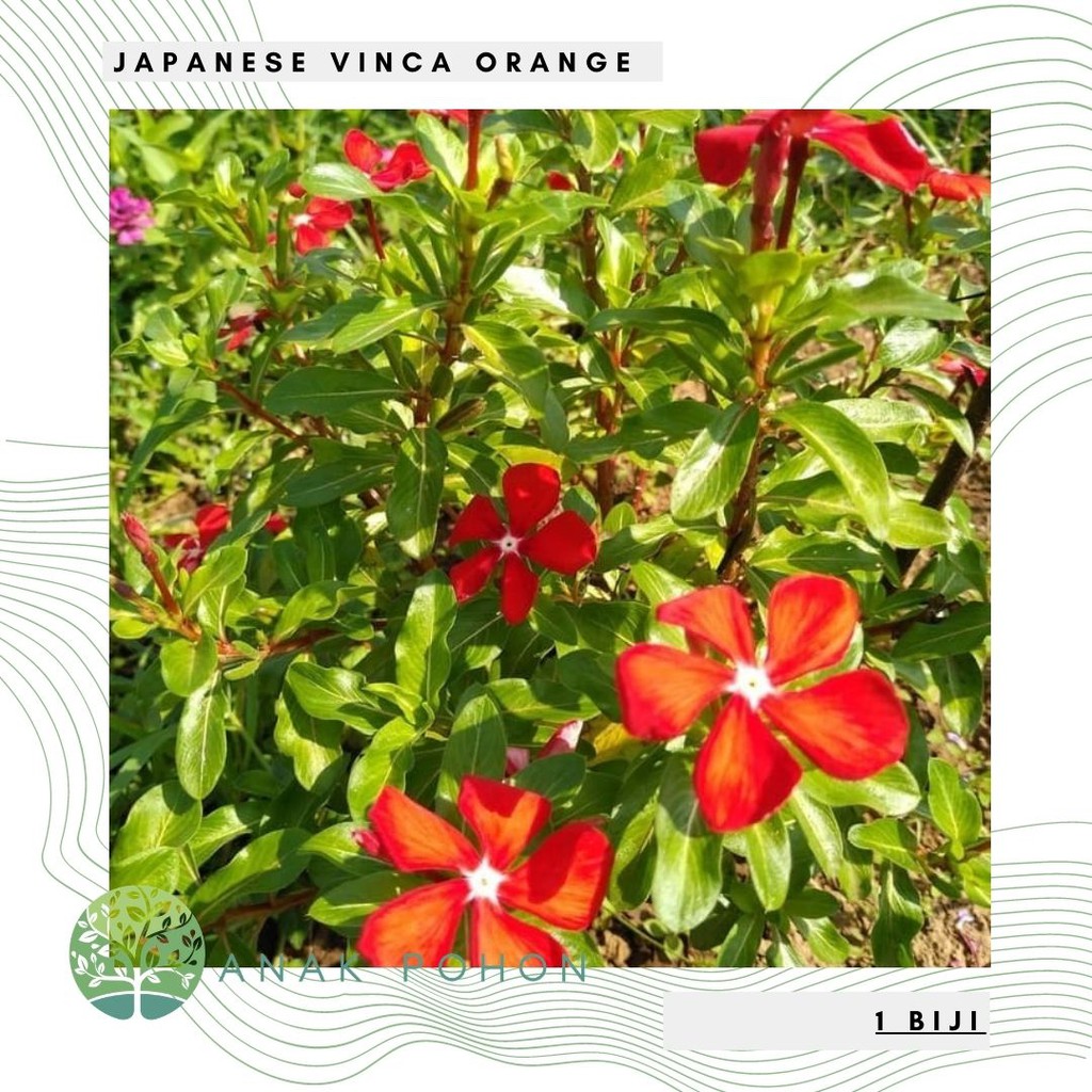 Benih Bibit Biji - Bunga Japanese Vinca Orange Flower Seeds