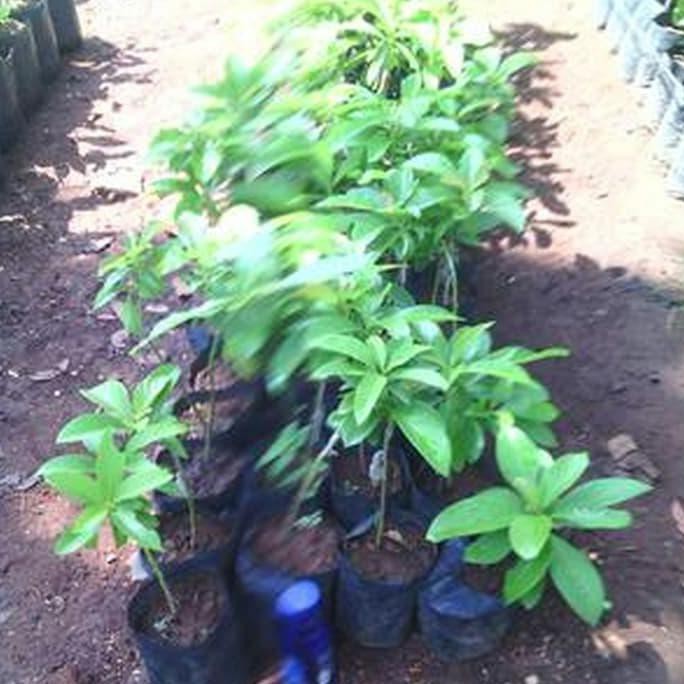 Brek Bibit Alpukat Hass Asli T4B