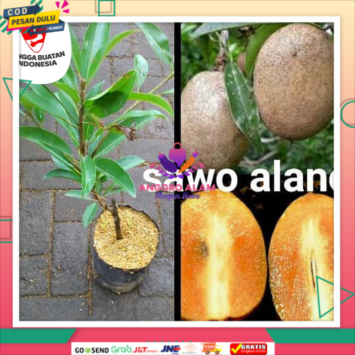 Bibit Tanaman Sawo Alano Jumbo