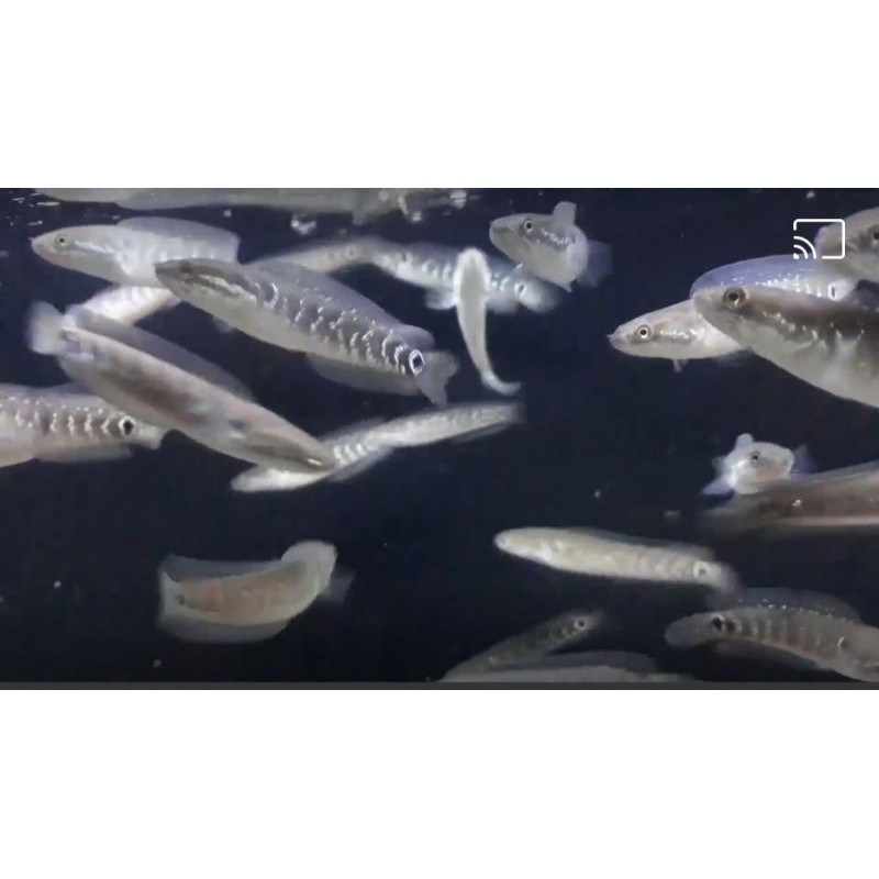 channa Asiatica ws pure 6-7 cm